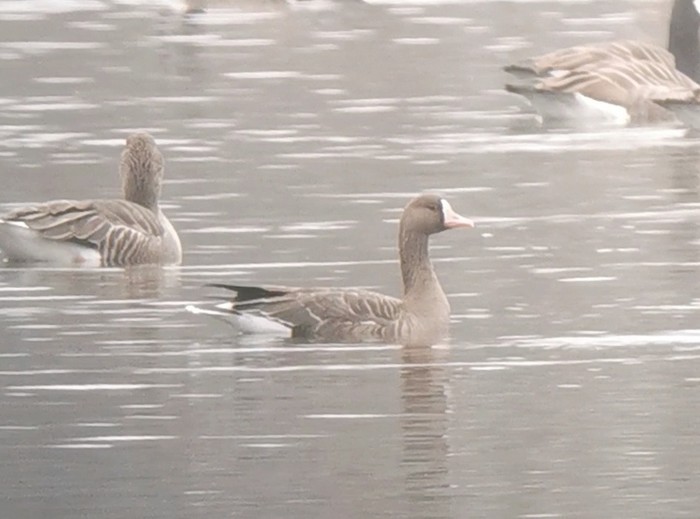 Russian White-fronted Goose