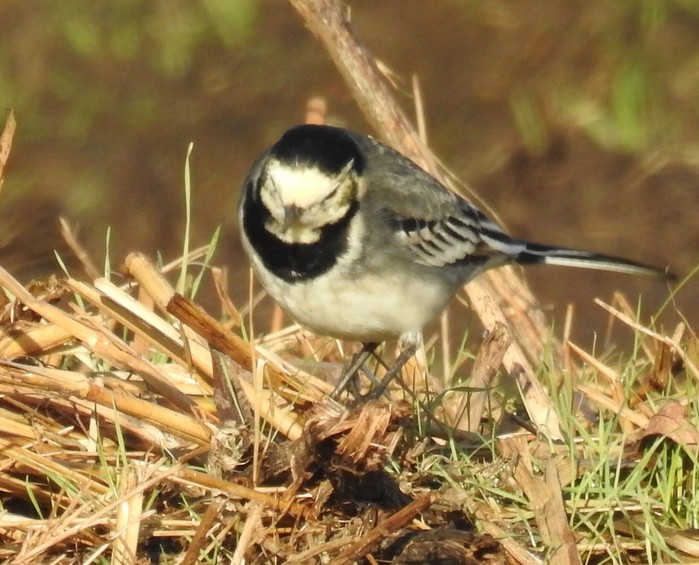 Pied Wagtail