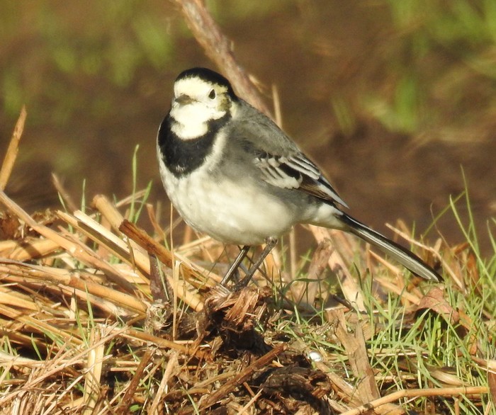 Pied Wagtail