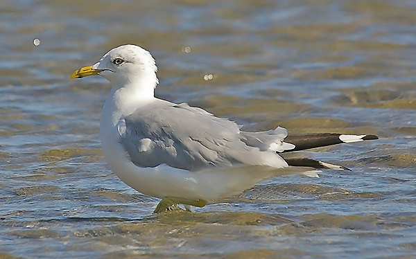 Ring-billed Gull