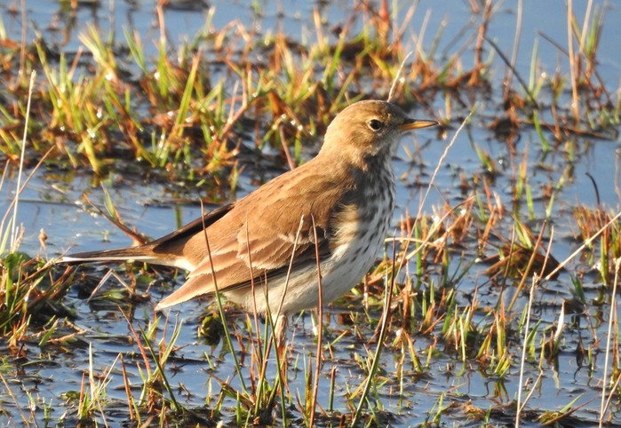 Water Pipit