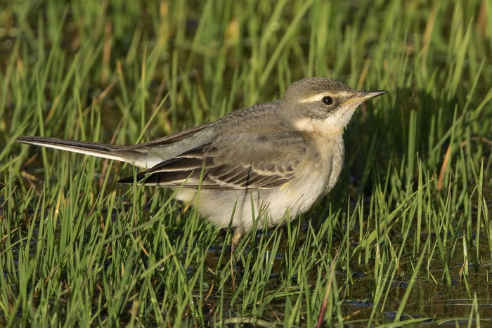Eastern Yellow Wagtail
