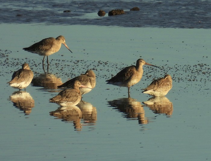 Hudsonian Godwit