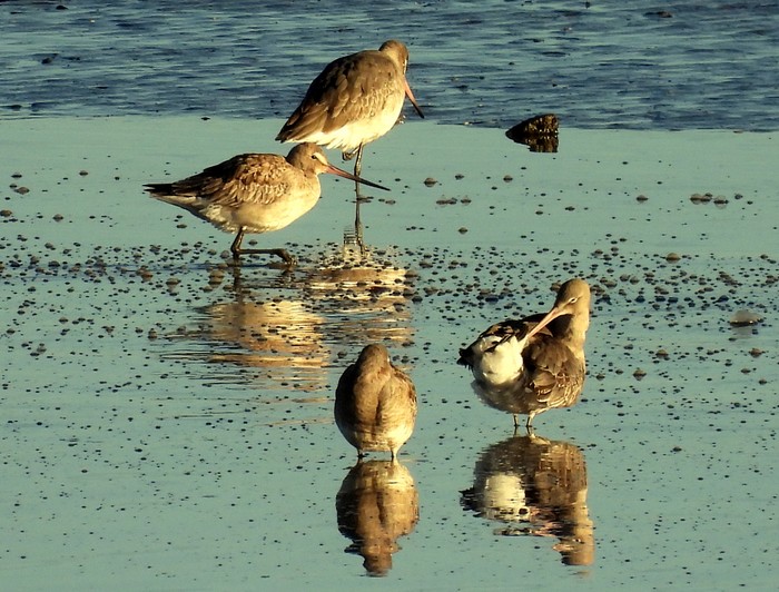 Hudsonian Godwit