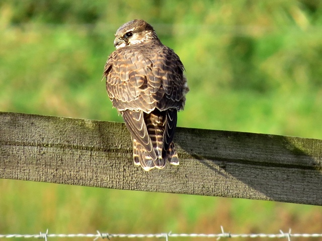 Merlin