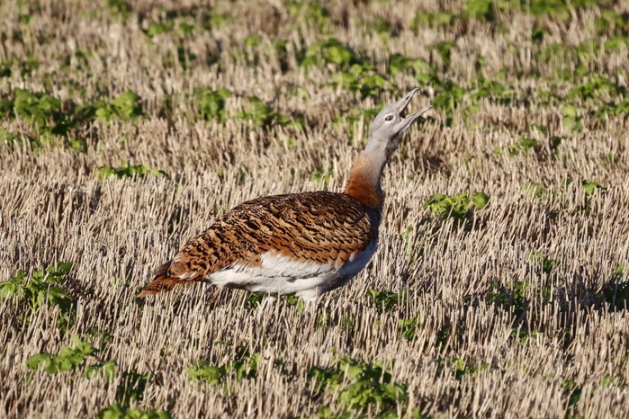 Great Bustard