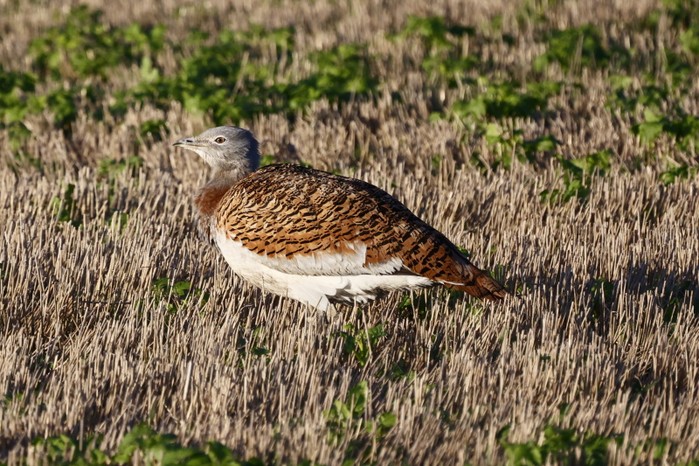 Great Bustard