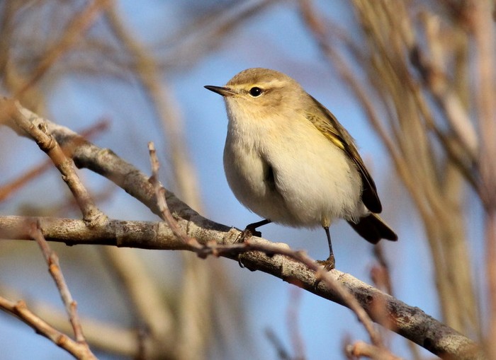 Siberian Chiffchaff