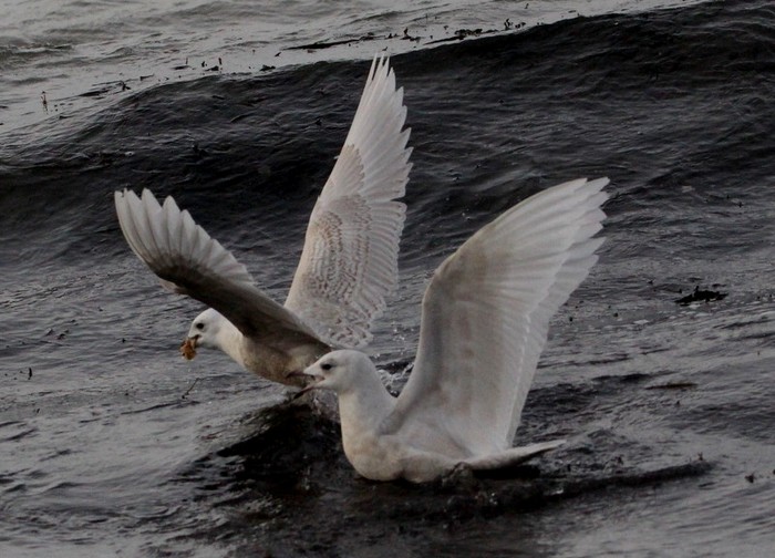 Iceland Gull