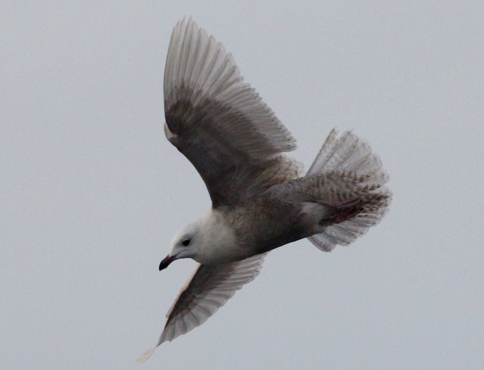 Iceland Gull