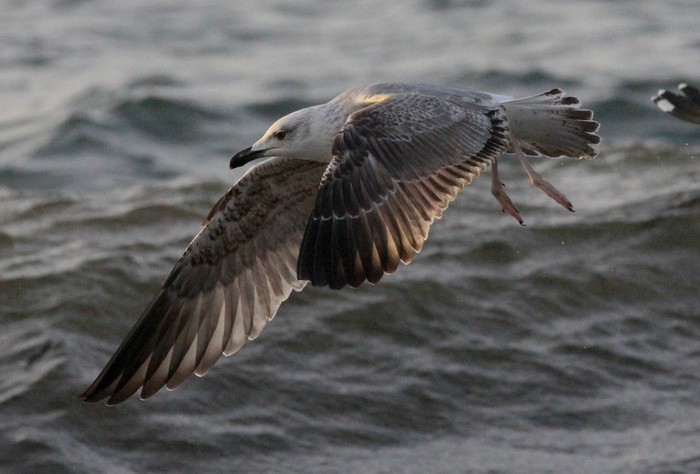 Yellow-legged Gull