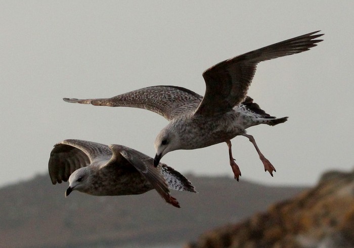 Yellow-legged Gull