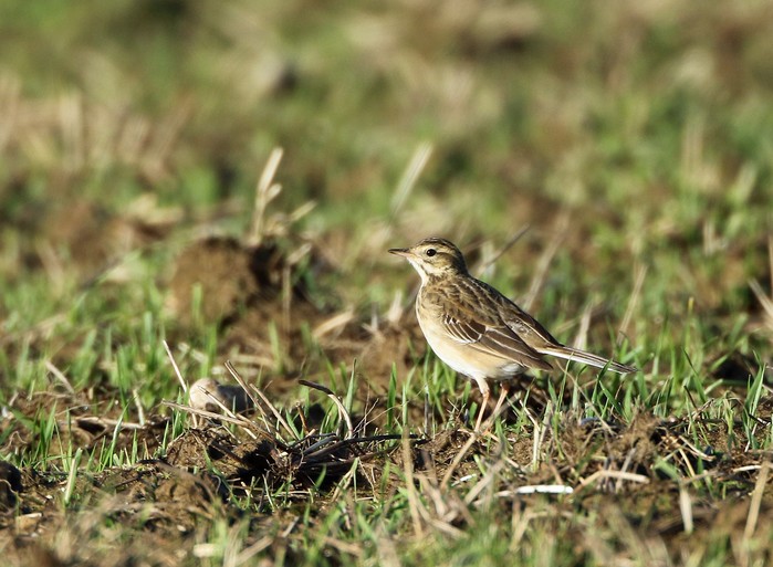 Richard's Pipit