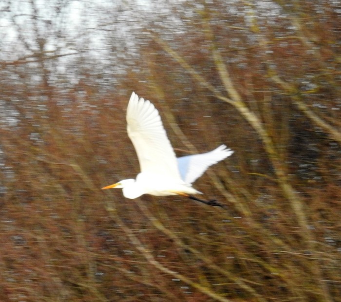 Great White Egret