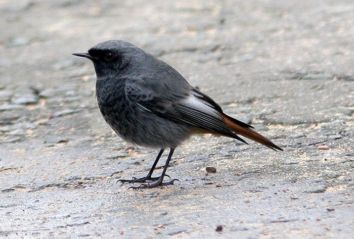 Black Redstart