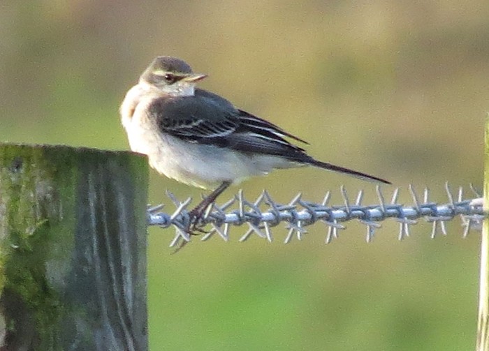 Eastern Yellow Wagtail