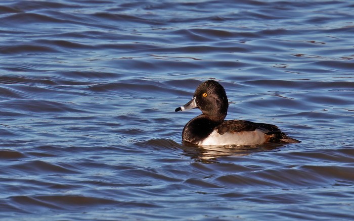 Ring-necked Duck