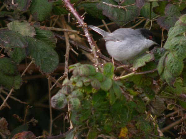 Sardinian Warbler