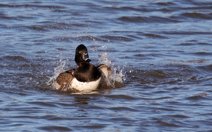 Ring-necked Duck