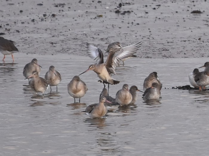 Hudsonian Godwit