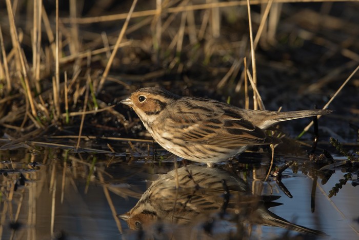 Little Bunting