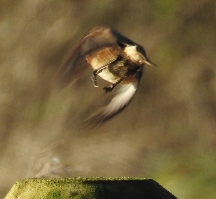 Stonechat