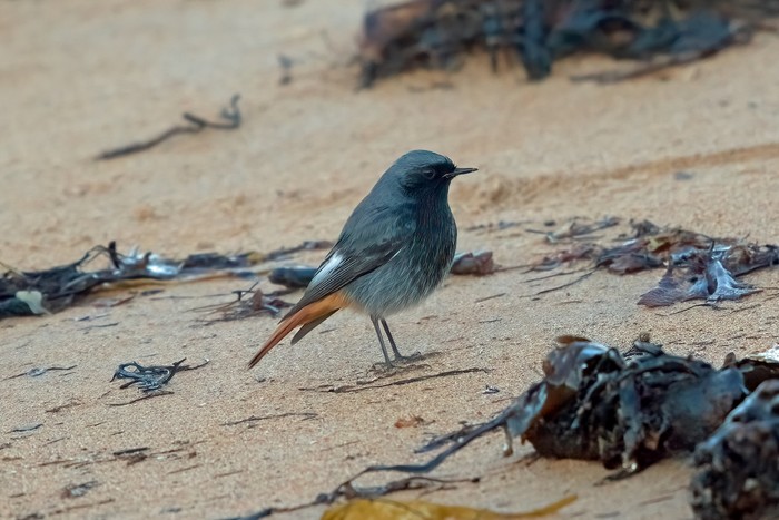 Black Redstart