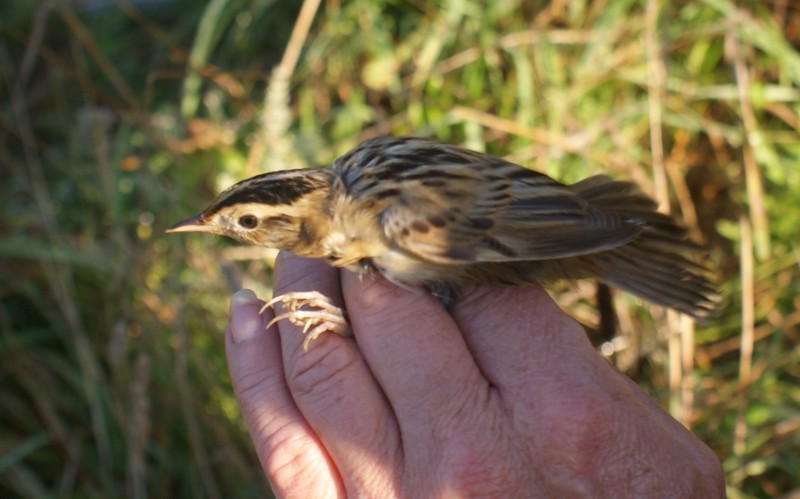 Aquatic Warbler