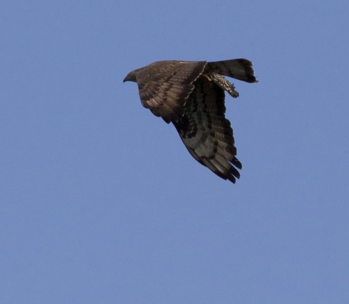 Honey Buzzard