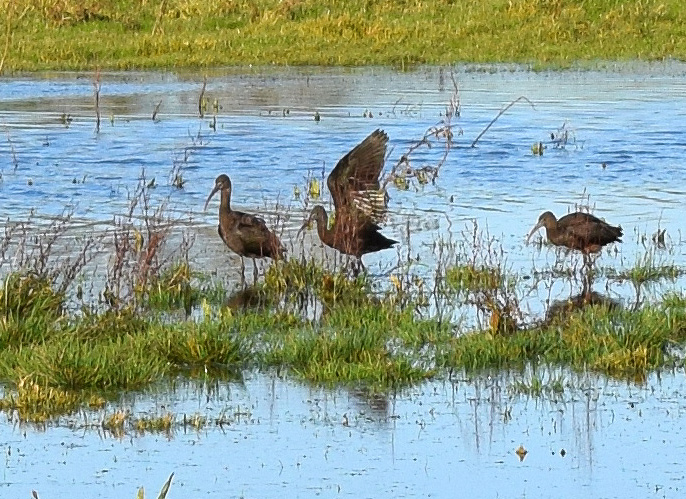 Glossy Ibis