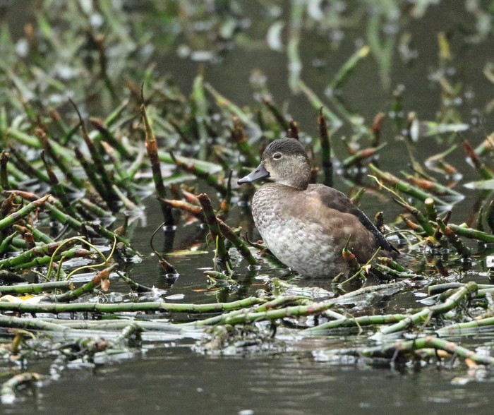 Ring-necked Duck