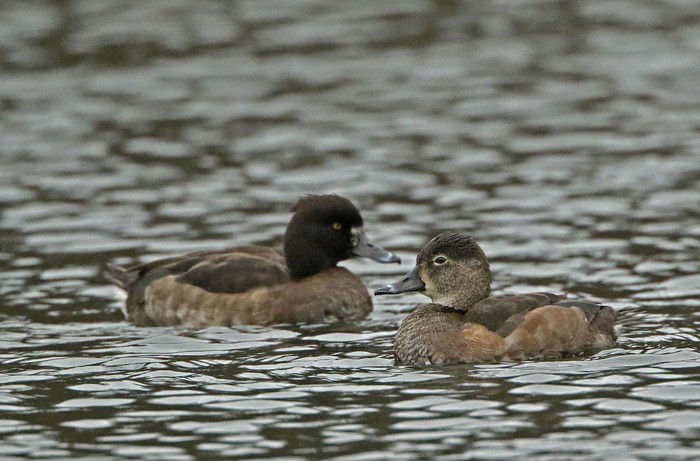 Ring-necked Duck
