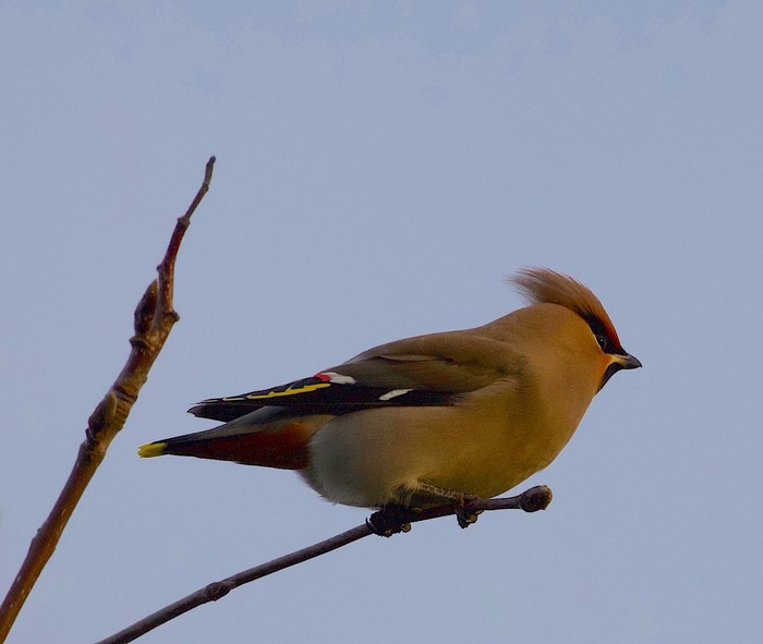 Waxwing
