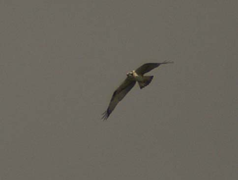Osprey