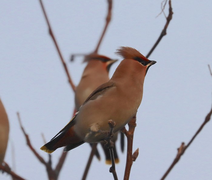 Waxwing