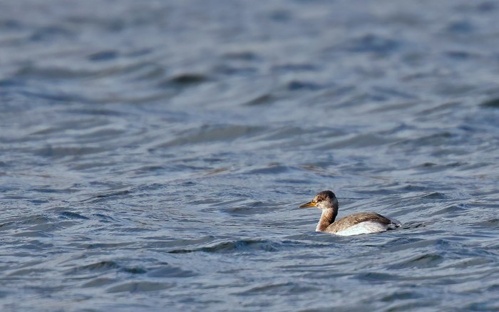 Red-necked Grebe