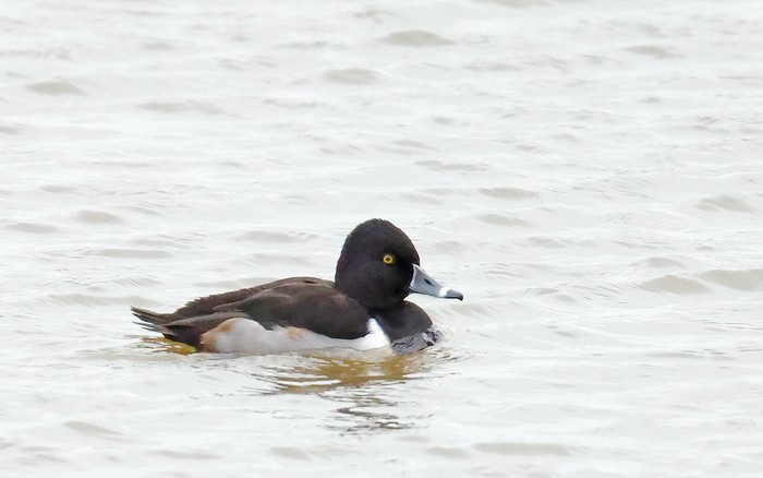 Ring-necked Duck