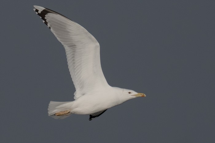 Caspian Gull