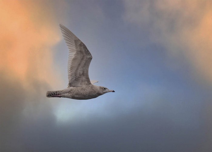 Glaucous Gull