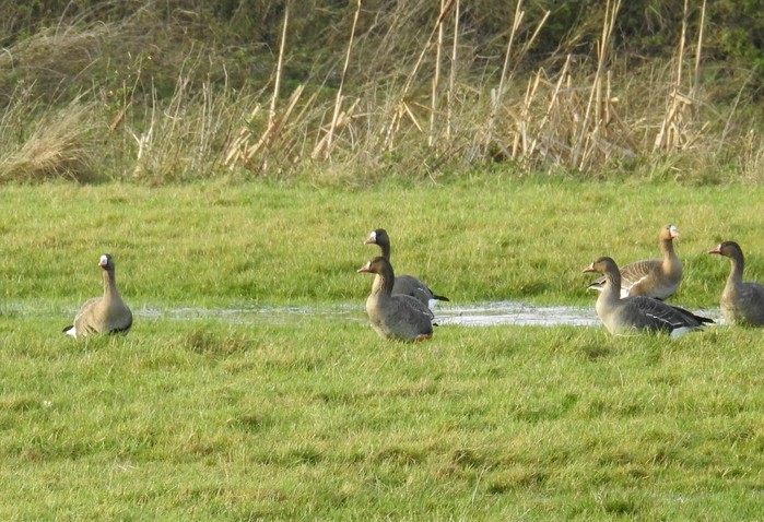 Russian White-fronted Goose