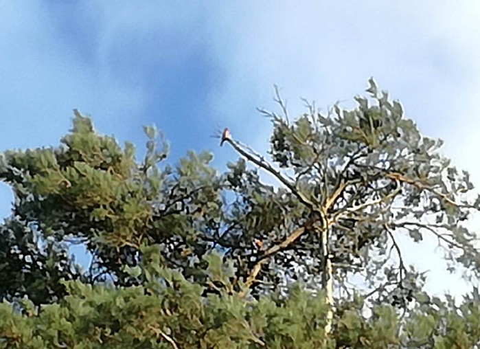 Crossbill