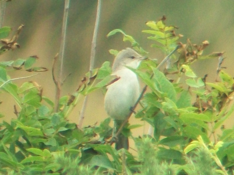 Barred Warbler
