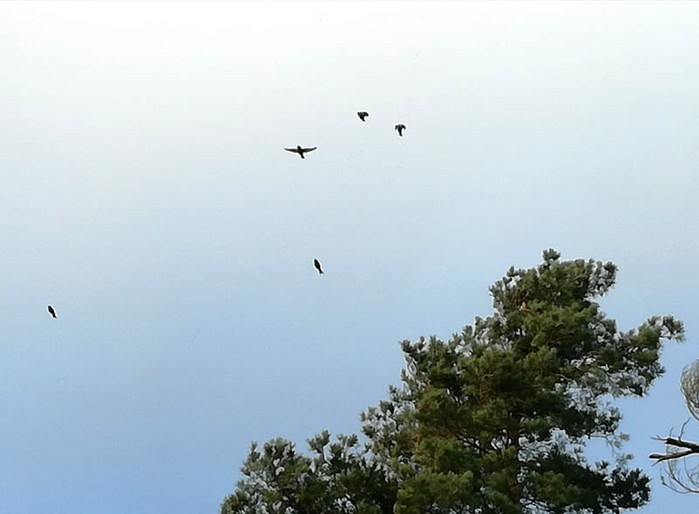 Crossbill