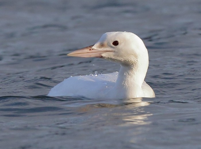 Great Northern Diver
