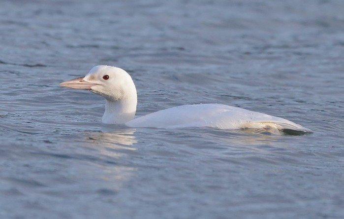 Great Northern Diver
