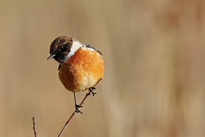 Stonechat