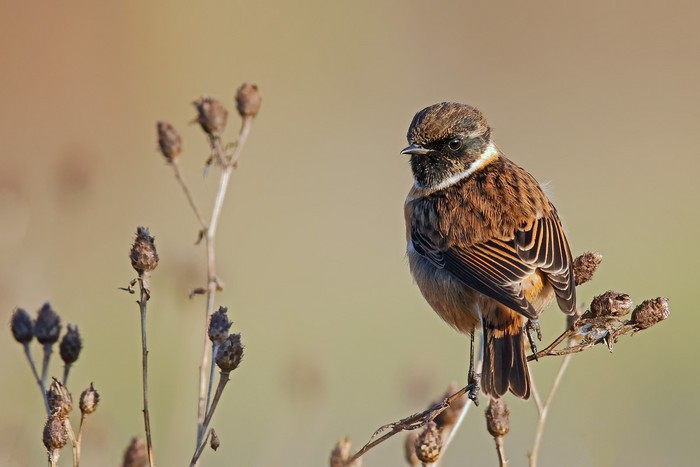 Stonechat