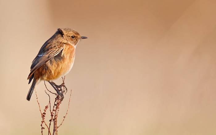 Stonechat