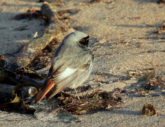 Black Redstart
