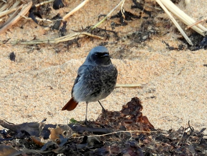 Black Redstart
